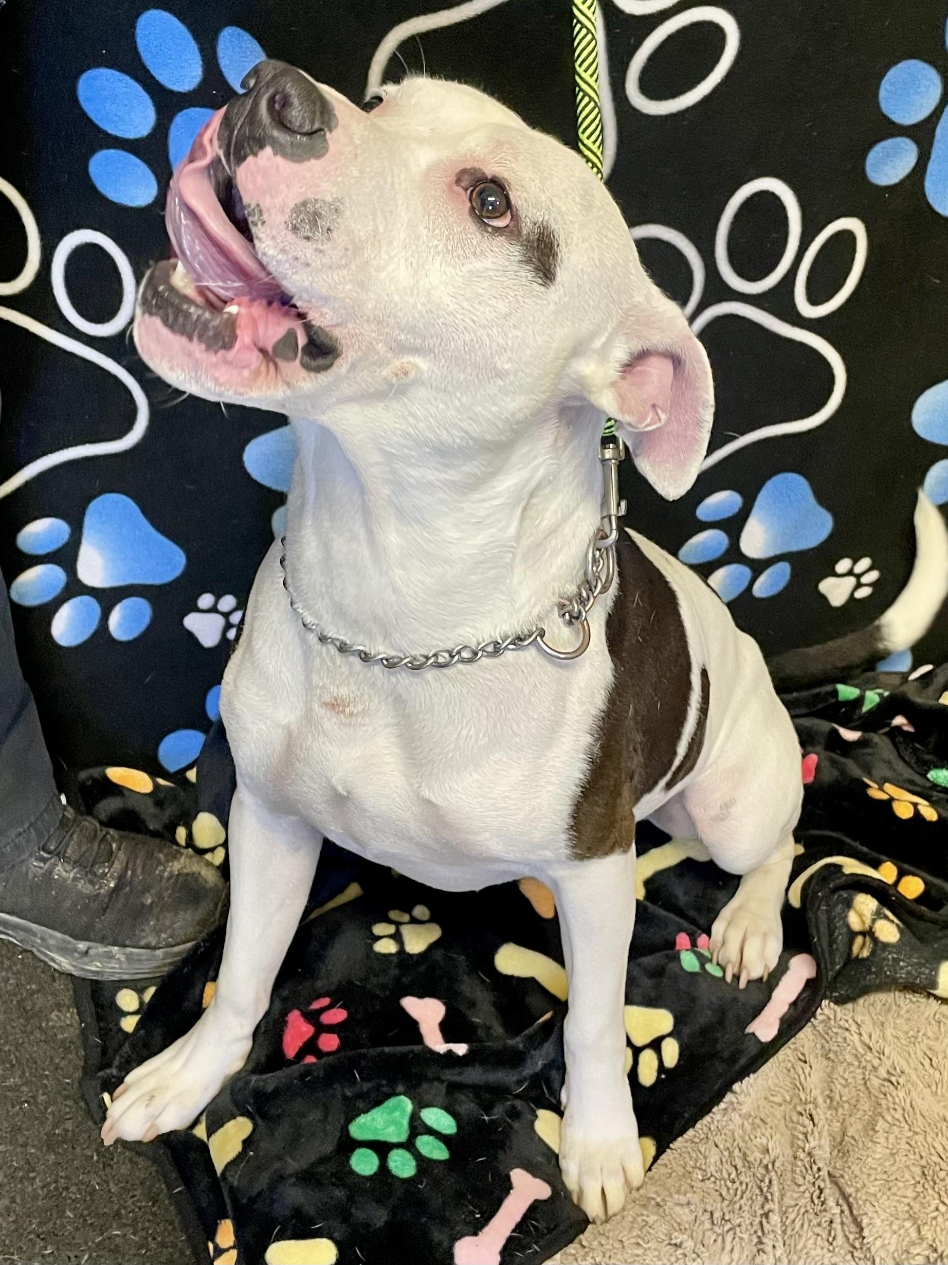 Enlarge Ace, a ADOPTABLE Pit Bull Terrier in Washington Court House, OH image 2/5