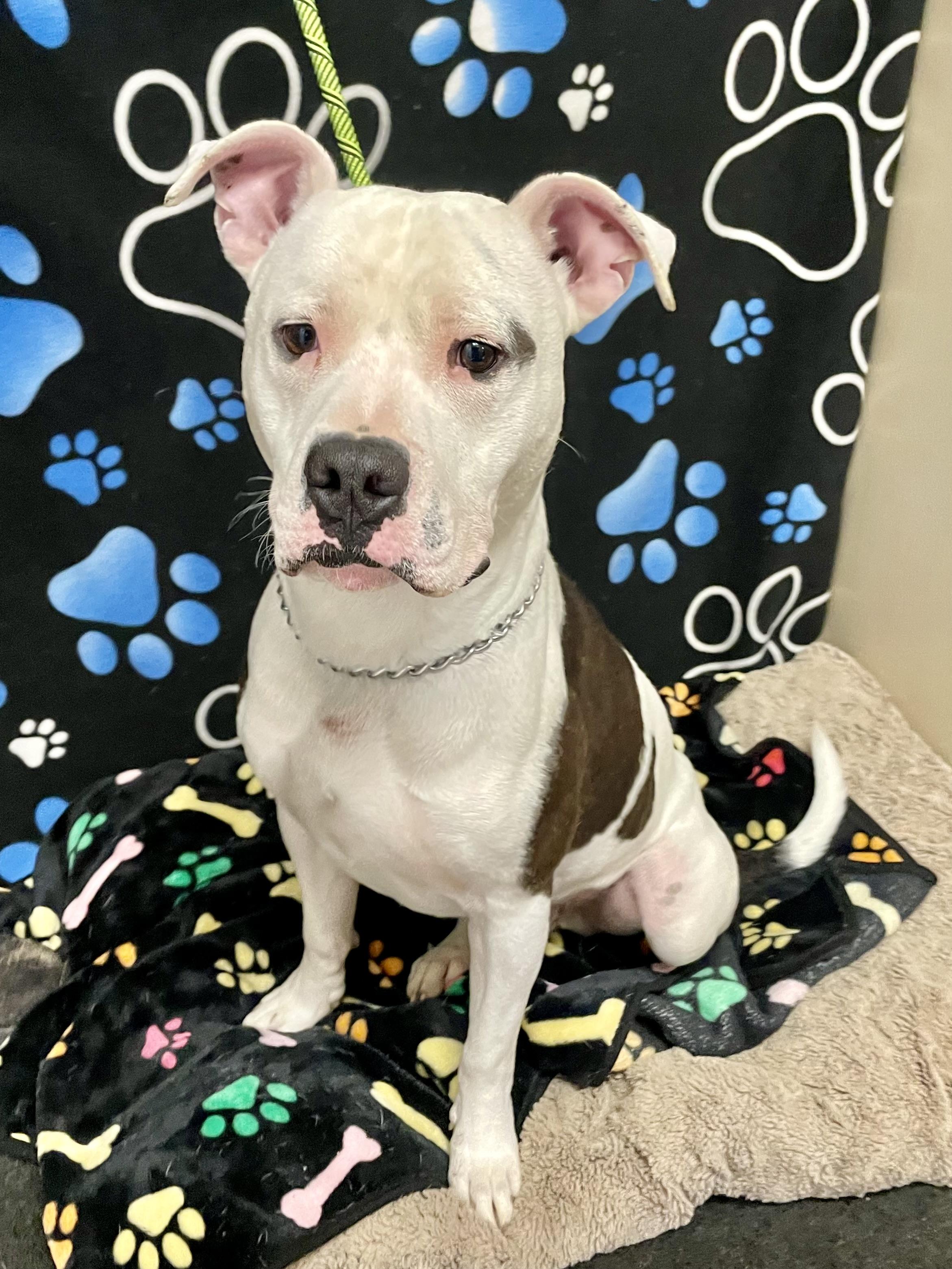 Enlarge Ace, a ADOPTABLE Pit Bull Terrier in Washington Court House, OH image 4/5