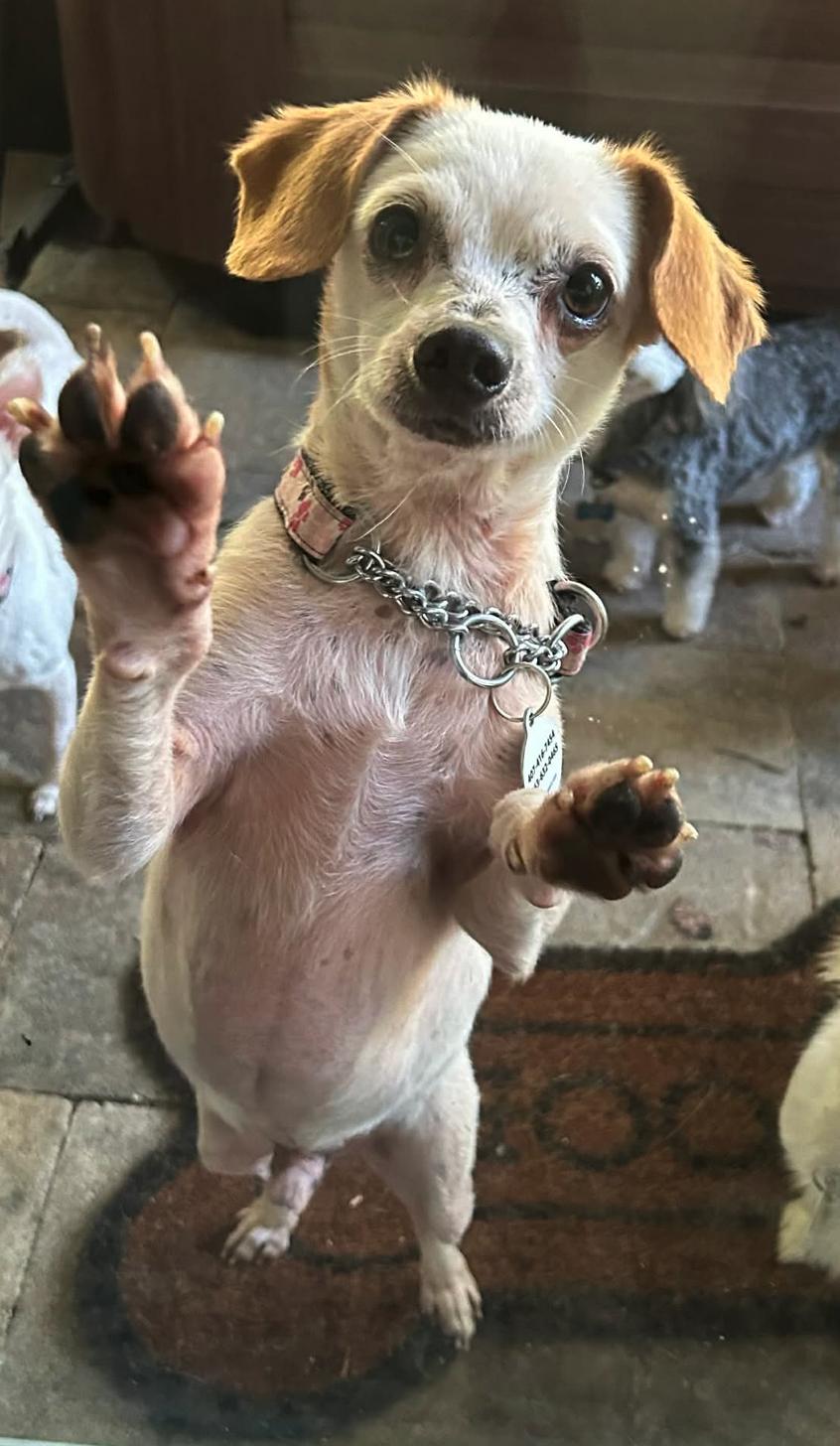 Enlarge Clint (Bonded with Sidney), a Adoptable Chihuahua in Osteen, FL image 3/3