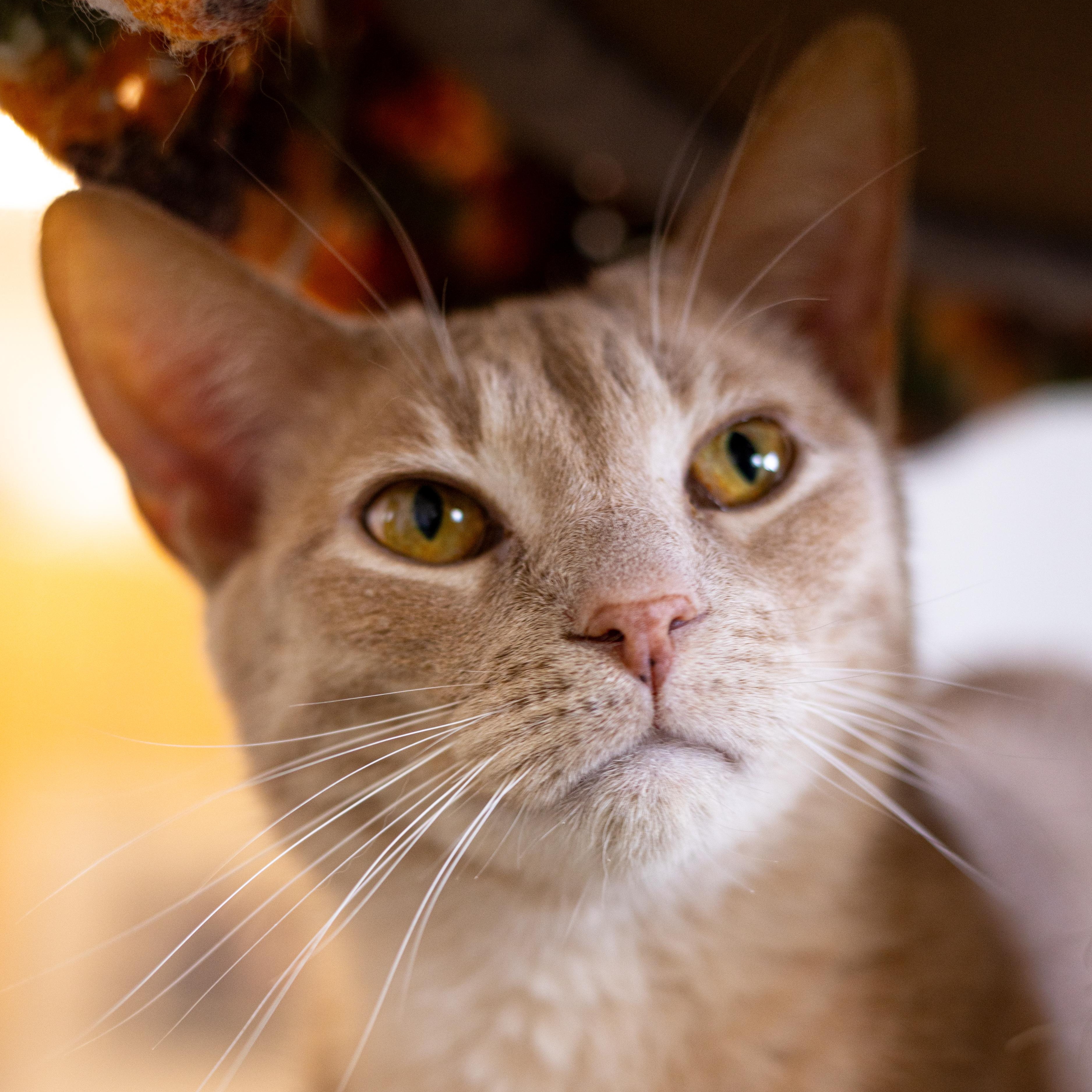 Waylon - Adoption Fee Waived!, an adoptable Domestic Short Hair in Richland Center, WI, 53581 | Photo Image 2