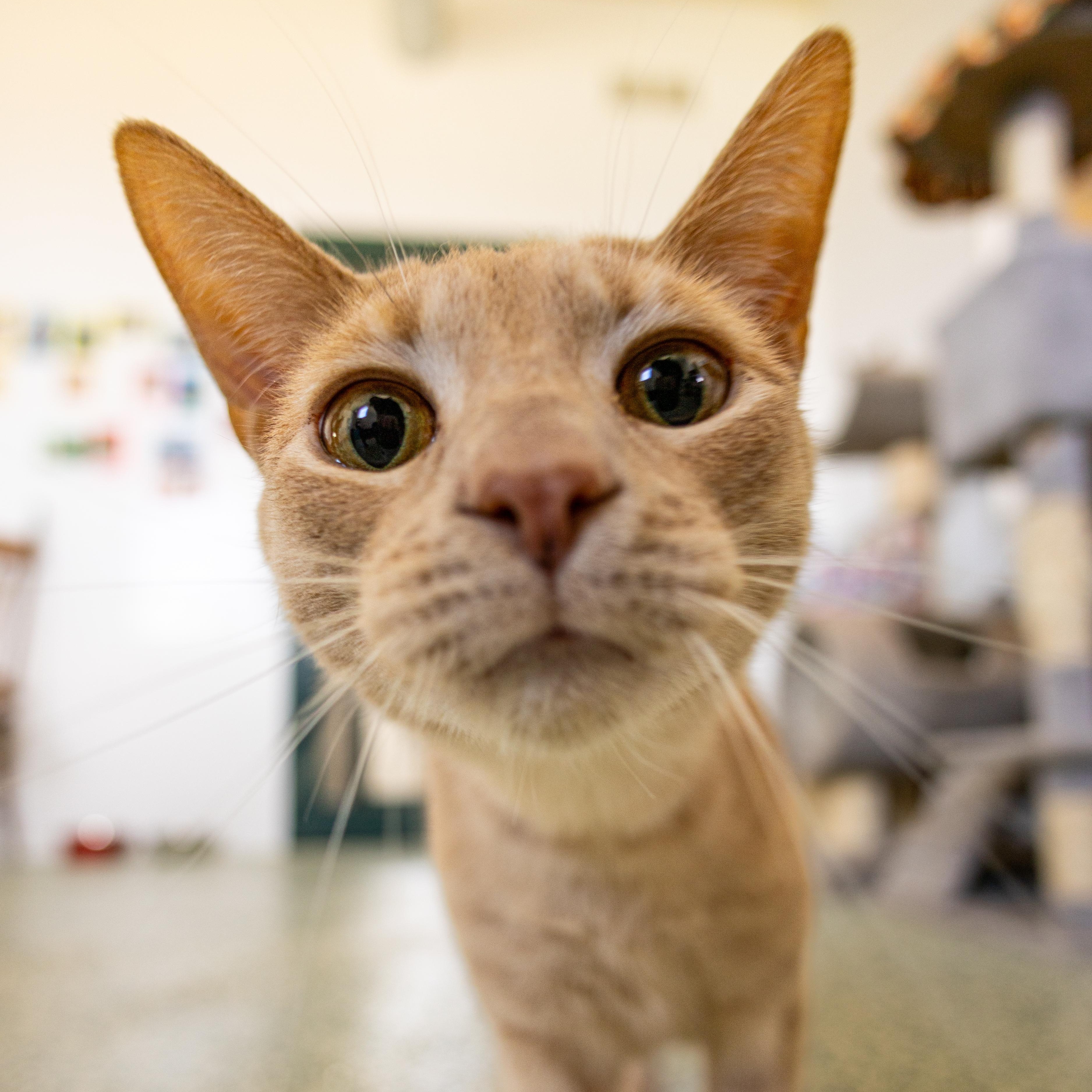 Waylon - Adoption Fee Waived!, a Adoptable Domestic Short Hair in Richland Center, WI image 3/5