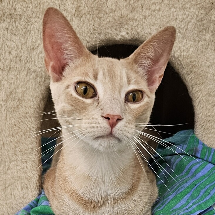Waylon - Adoption Fee Waived!, an adoptable Domestic Short Hair in Richland Center, WI, 53581 | Photo Image 5