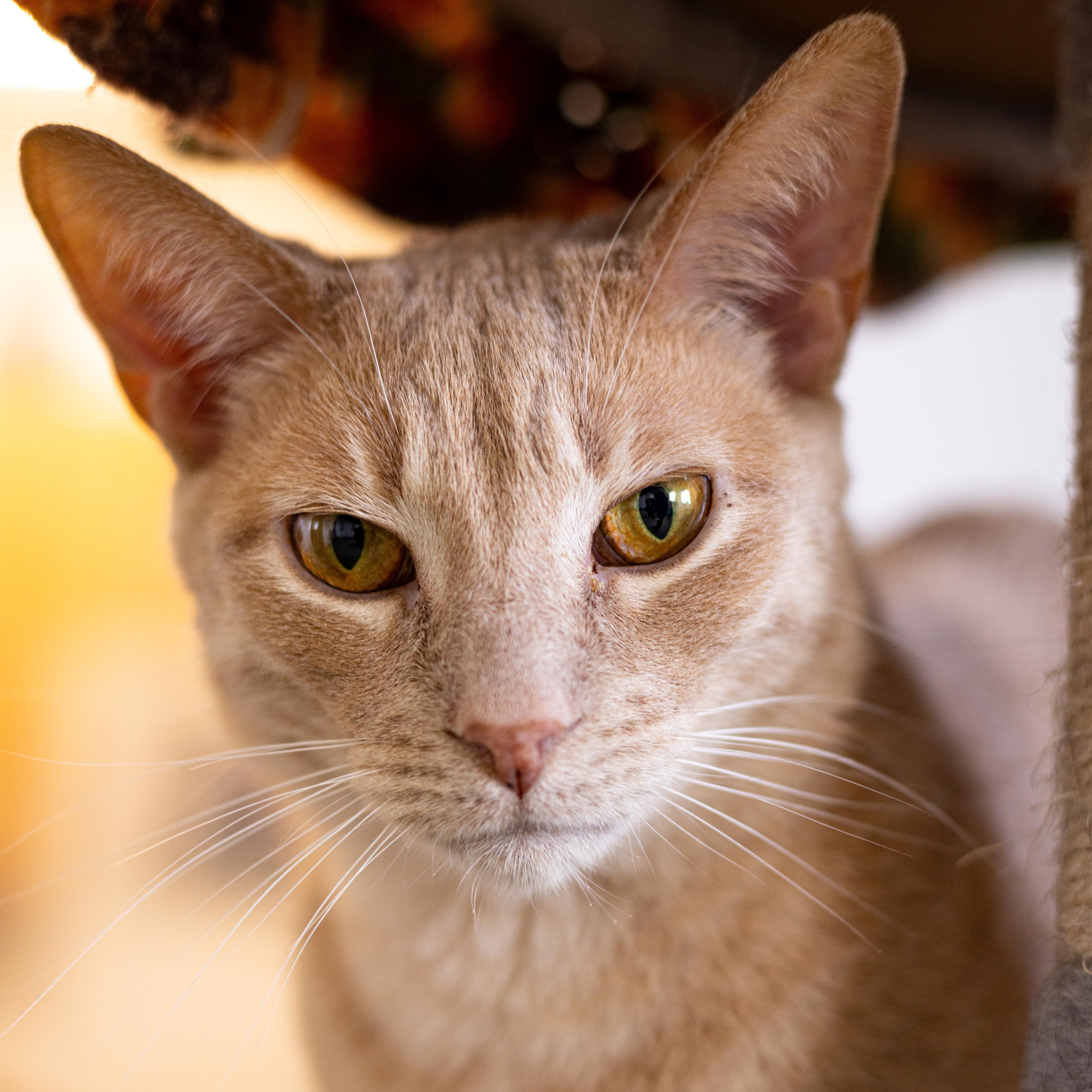 Waylon - Adoption Fee Waived!