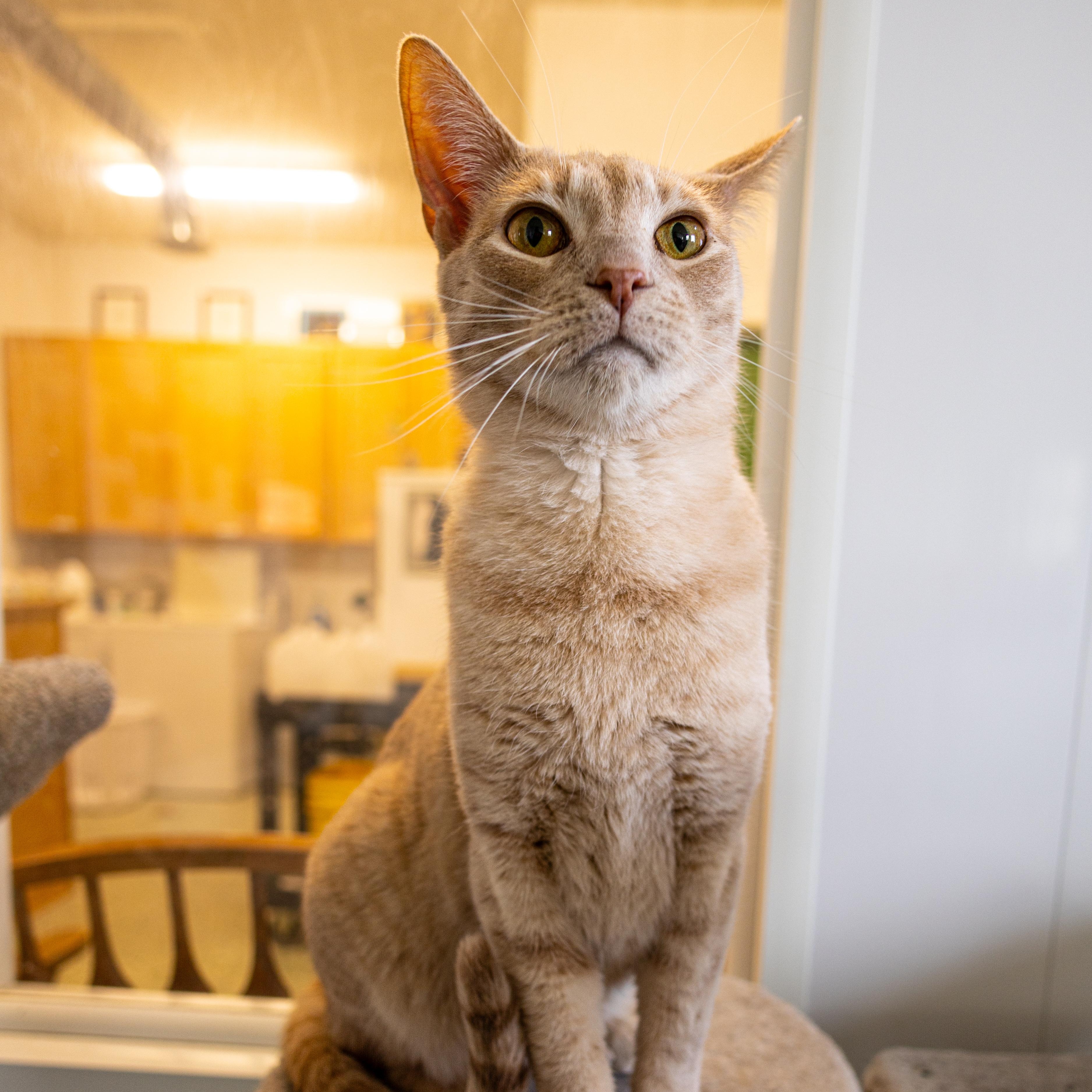 Waylon - Adoption Fee Waived!, an adoptable Domestic Short Hair in Richland Center, WI, 53581 | Photo Image 4