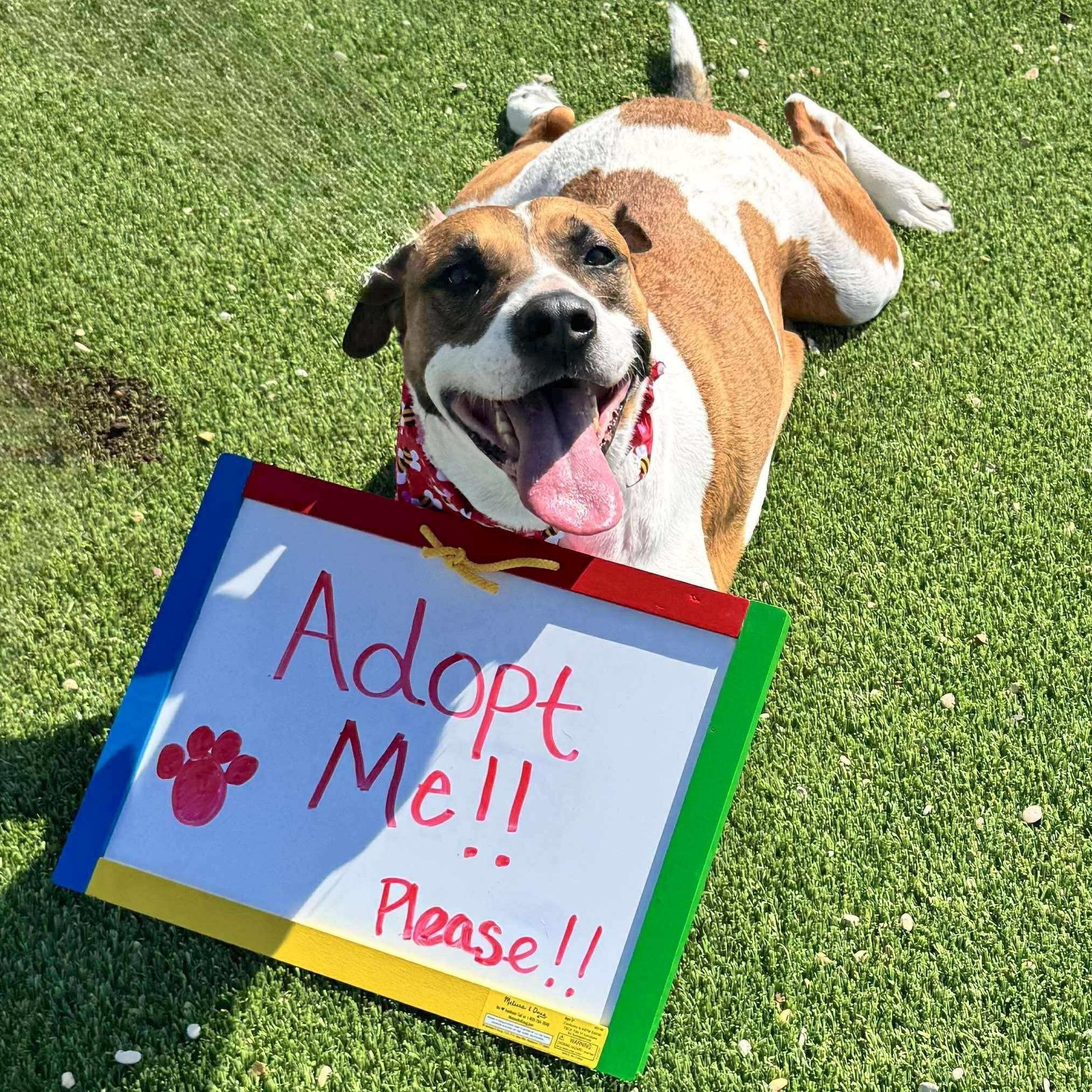 Enlarge Paula, a Adoptable mixed breed in Brattleboro, VT image 6/6