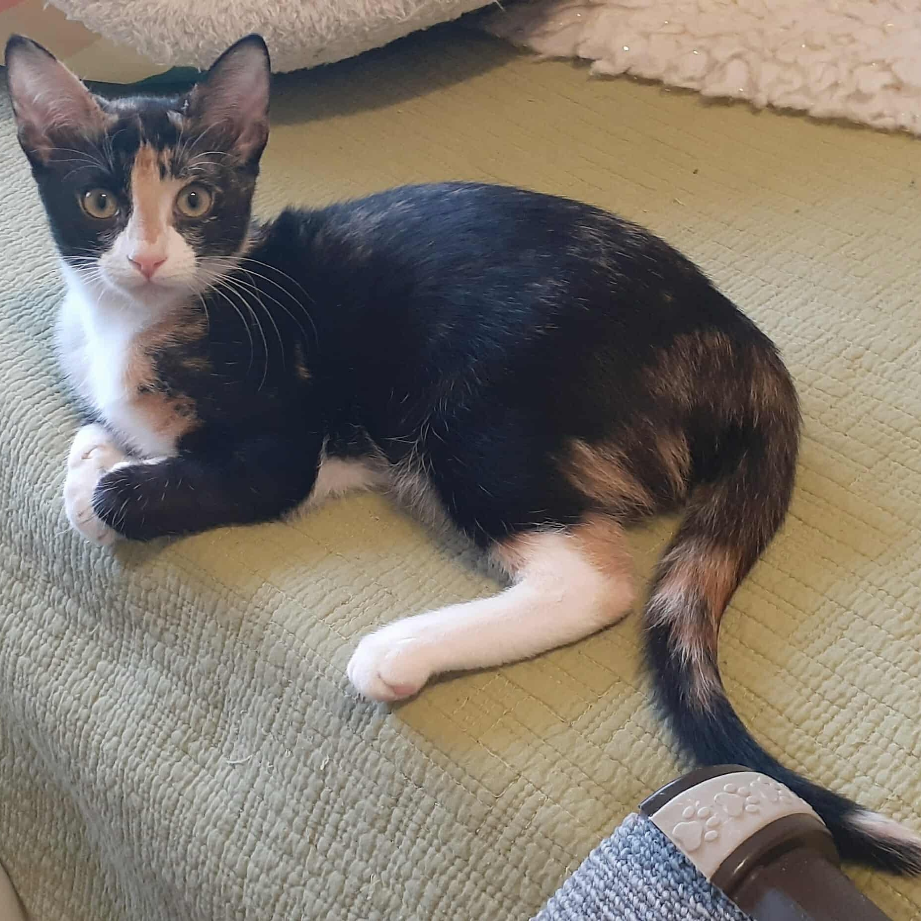 Peaches, a Adoptable mixed breed image 2/3