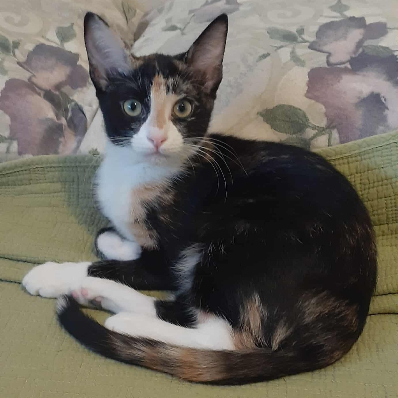 Peaches, a Adoptable mixed breed image 3/3