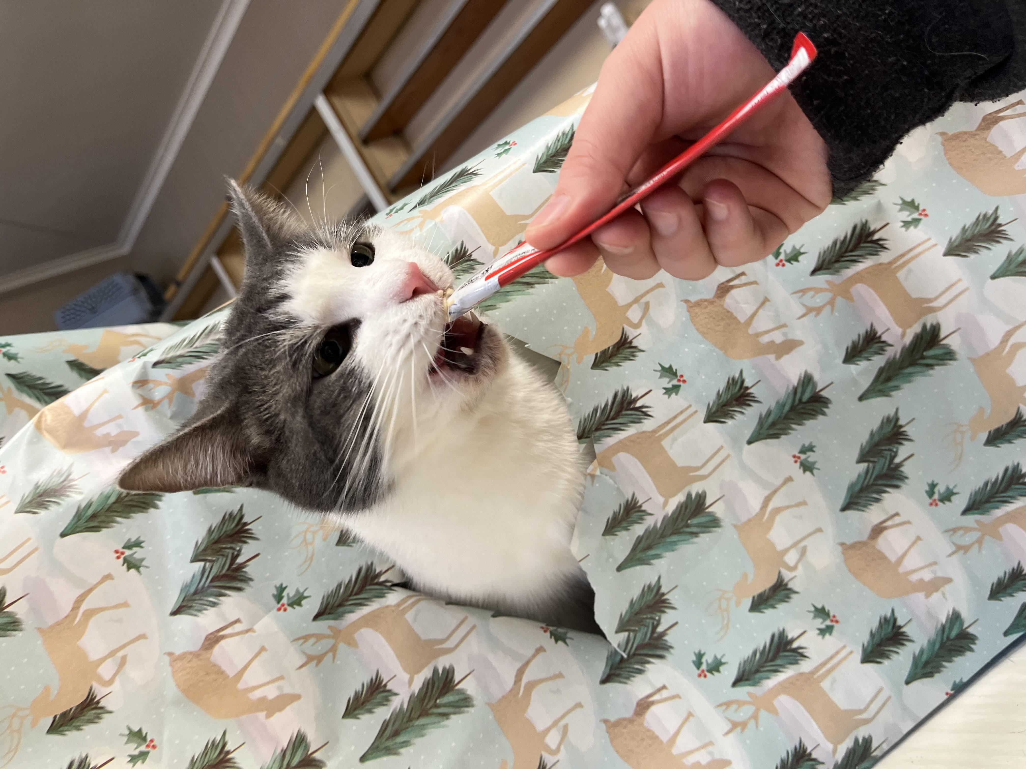 Knevil, a Adoptable Domestic Short Hair in Olean , NY image 1/4