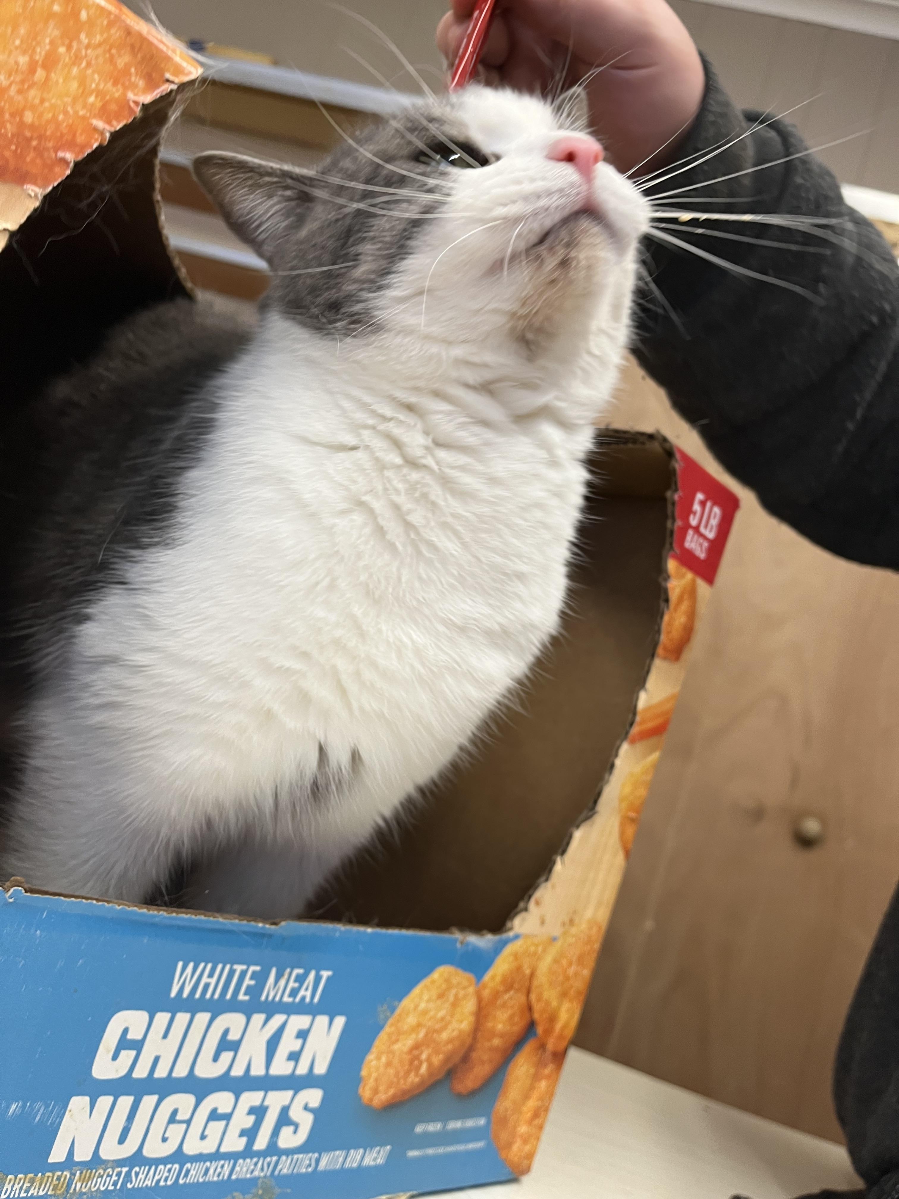 Knevil, a Adoptable Domestic Short Hair in Olean , NY image 2/4