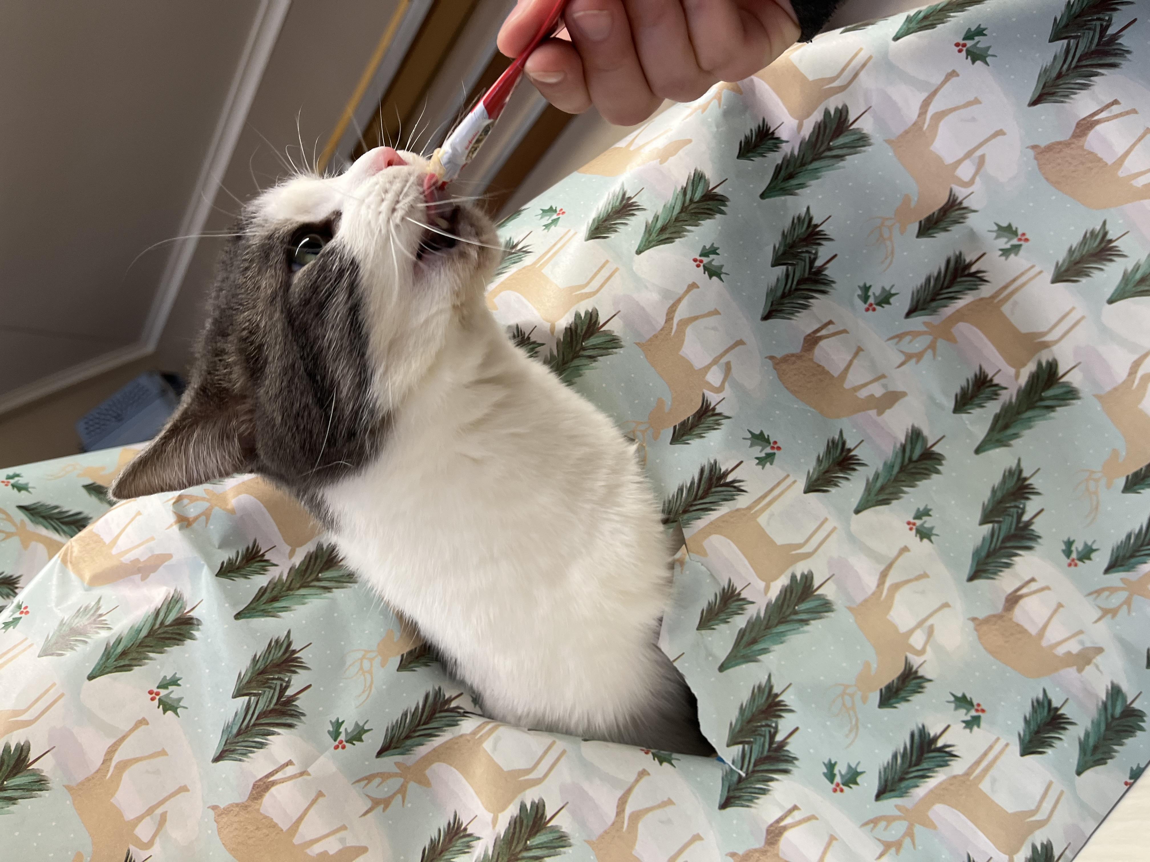 Knevil, a Adoptable Domestic Short Hair in Olean , NY image 3/4