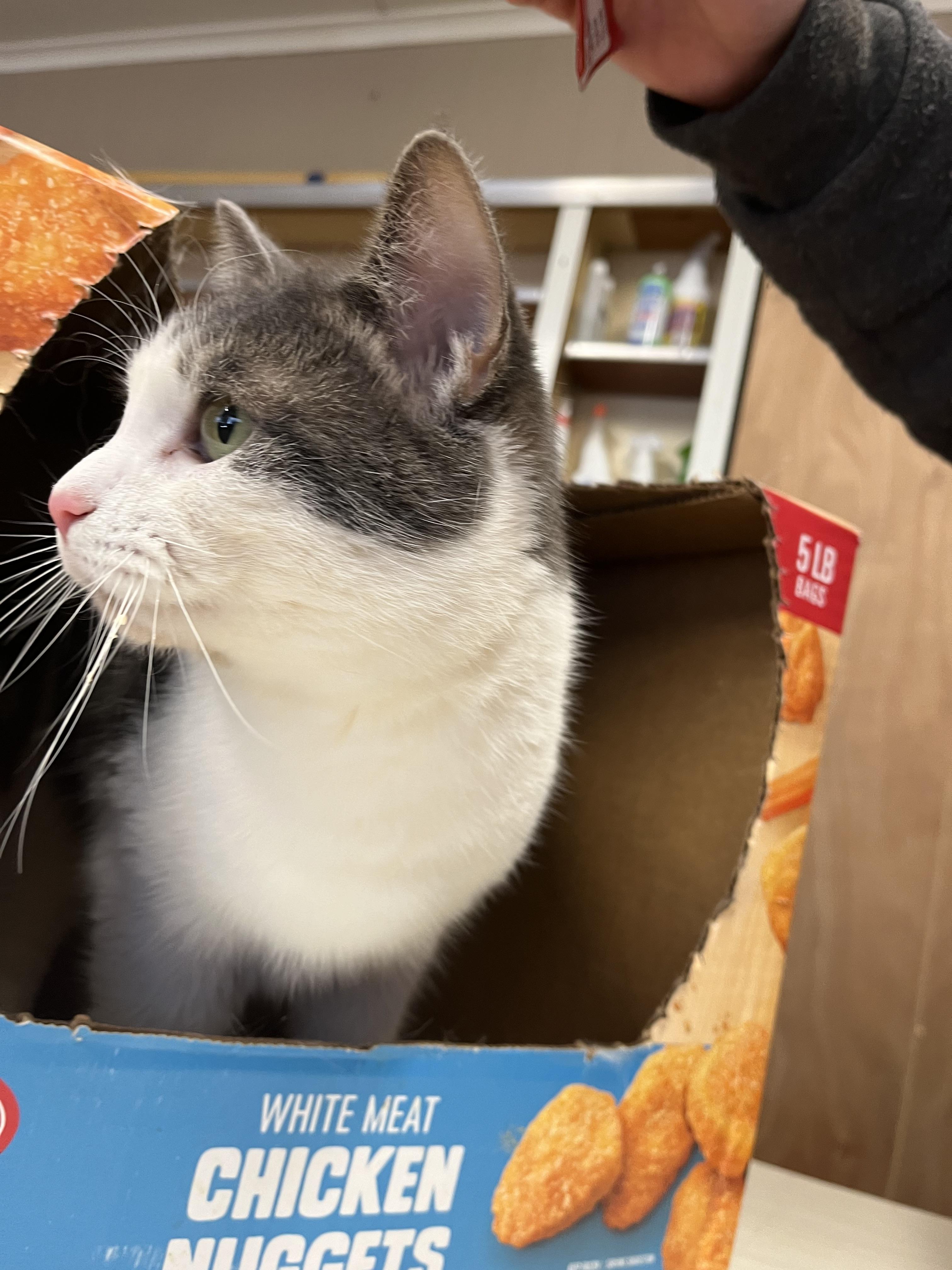 Knevil, a Adoptable Domestic Short Hair in Olean , NY image 4/4