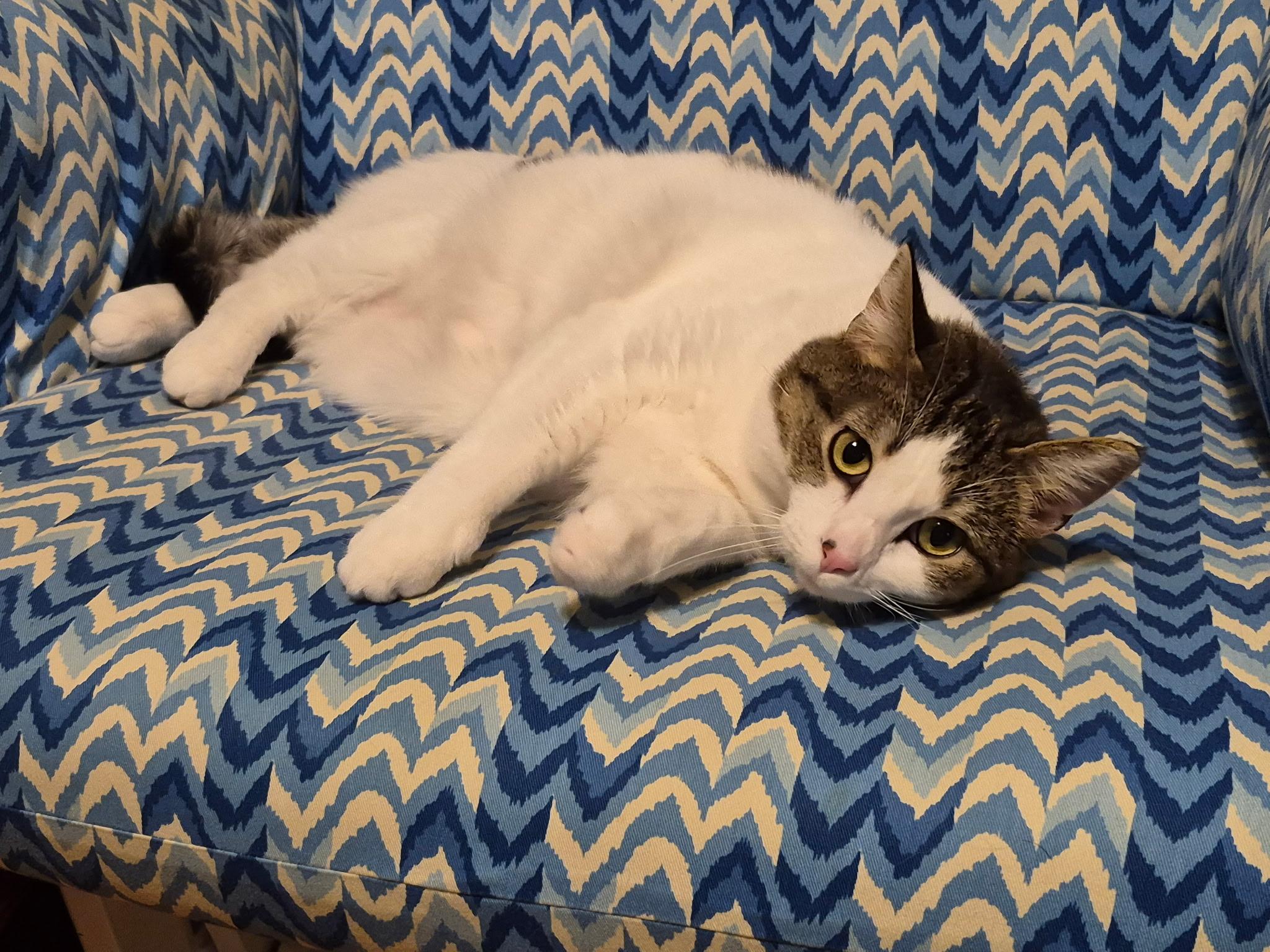 Enlarge Sriracha, a ADOPTABLE Domestic Short Hair in Sartell, MN image 3/3