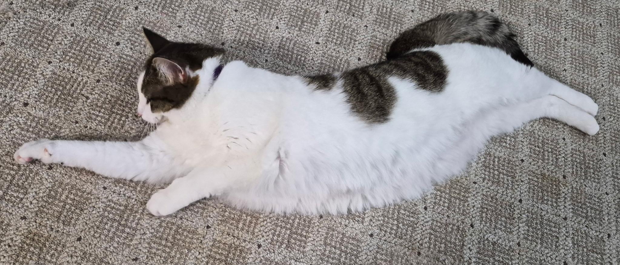 Enlarge Sriracha, a ADOPTABLE Domestic Short Hair in Sartell, MN image 2/3