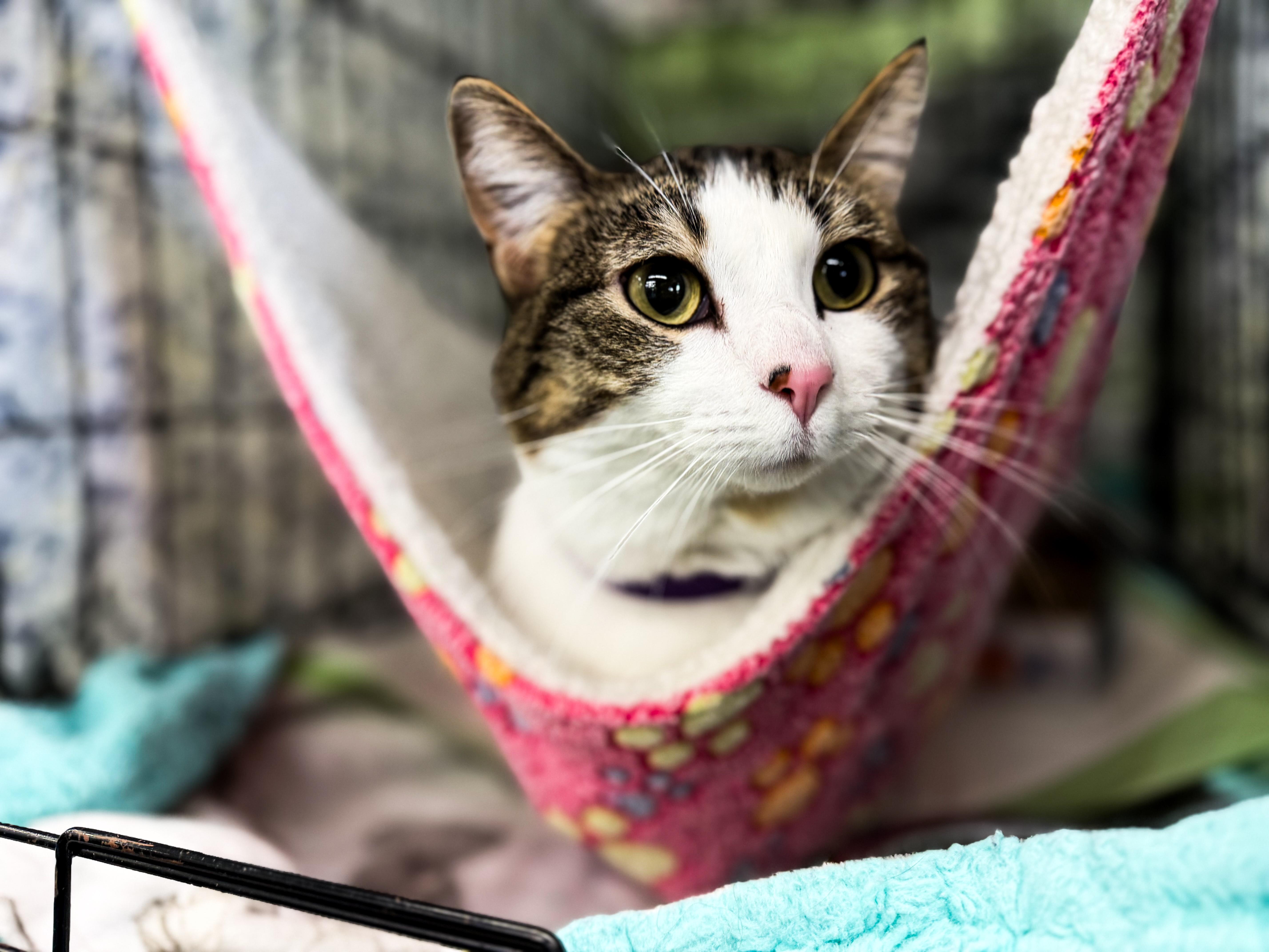 Enlarge Sriracha, a ADOPTABLE Domestic Short Hair in Sartell, MN image 1/3