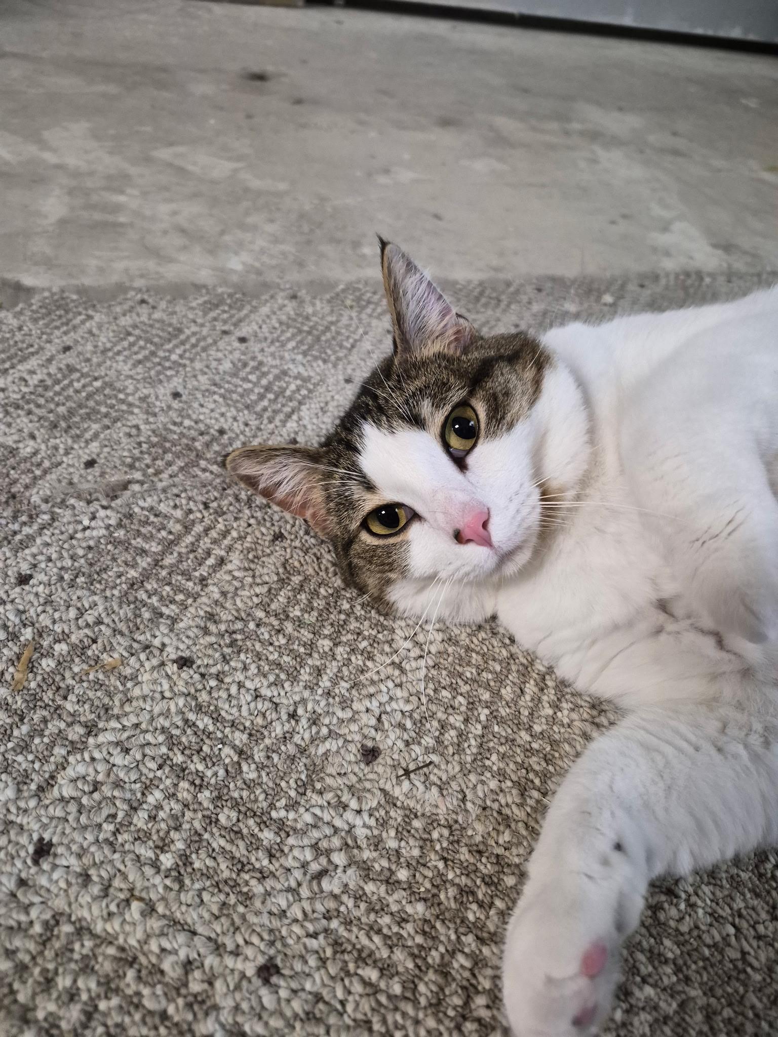 Sriracha, ADOPTABLE, Adult Female Domestic Short Hair.