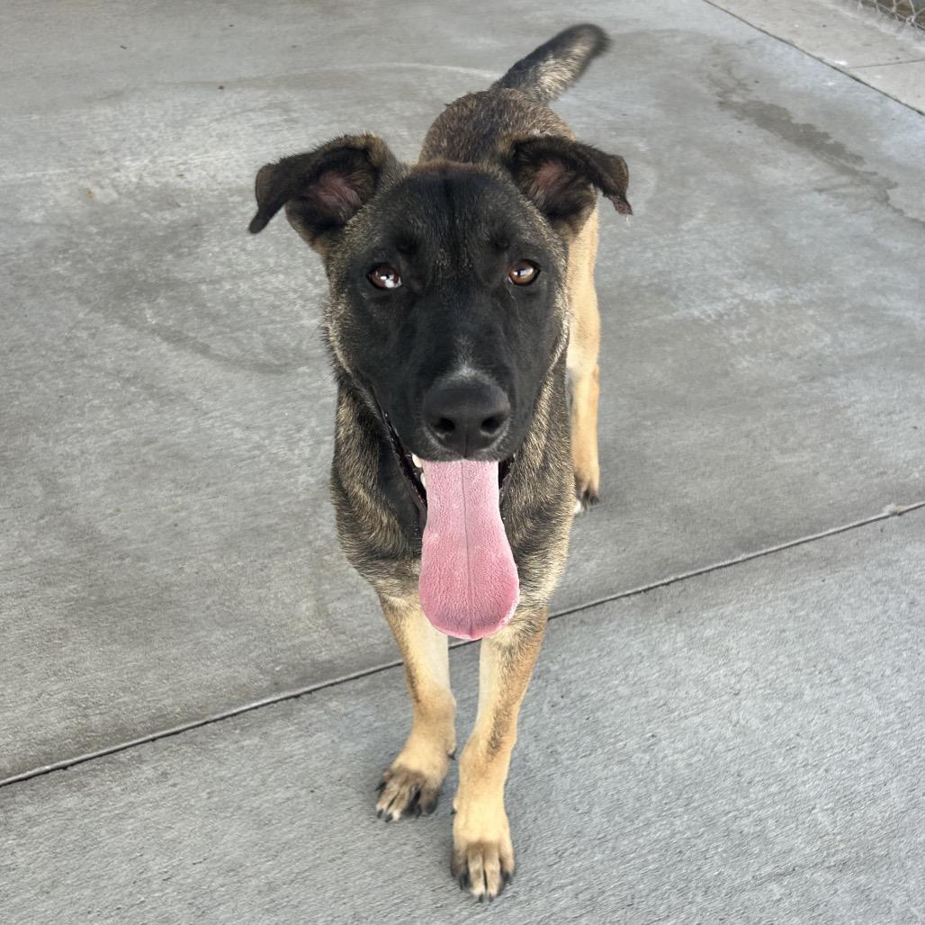 Angelo, Adoptable, Young Male German Shepherd Dog.