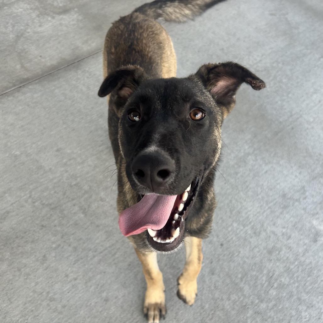 Angelo, a Adoptable German Shepherd Dog in Emporia, KS image 2/5