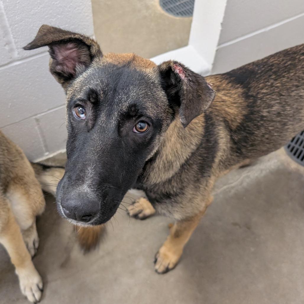 Angelo, a Adoptable German Shepherd Dog in Emporia, KS image 3/5