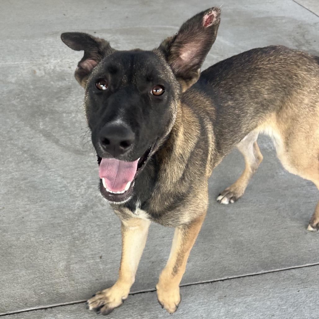 Angelo, a Adoptable German Shepherd Dog in Emporia, KS image 4/5