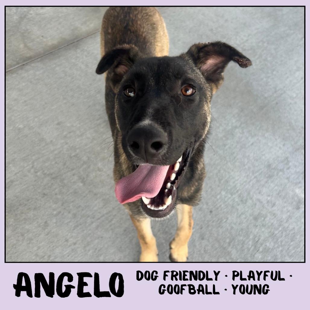 Angelo, a Adoptable German Shepherd Dog in Emporia, KS image 5/5