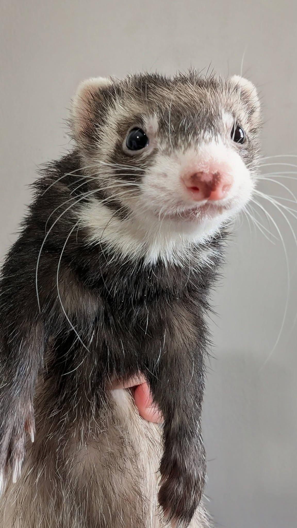 Vivi and RayRay, a Adoptable Ferret in Cleveland, OH image 1/2