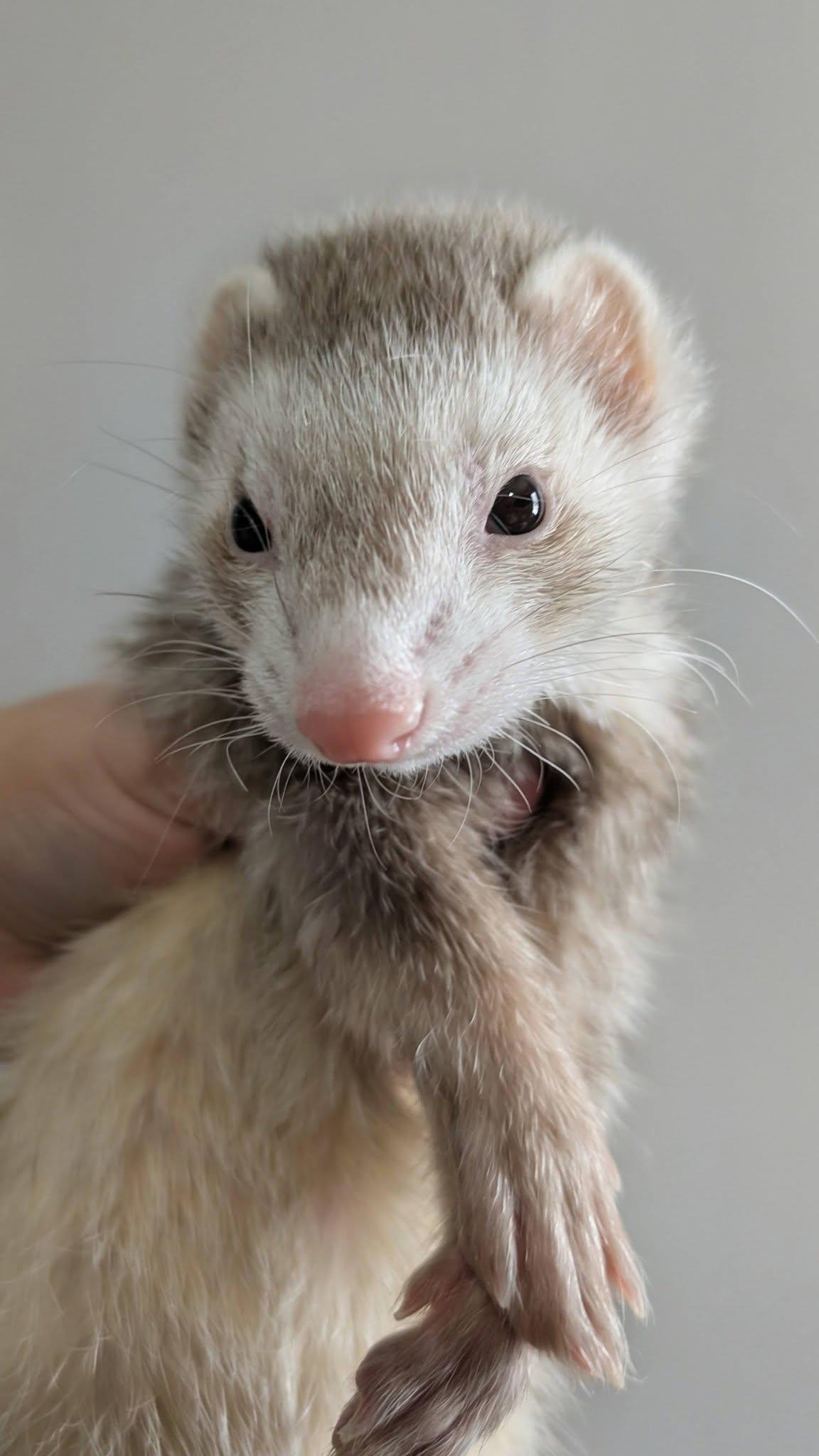 Vivi and RayRay, a Adoptable Ferret in Cleveland, OH image 2/2