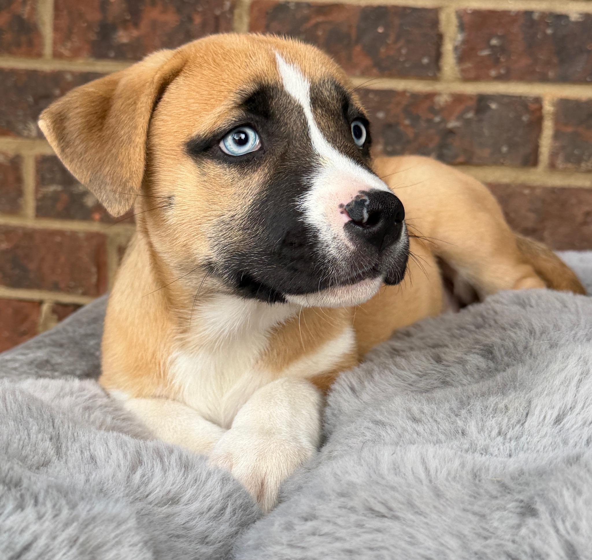Enlarge Ember, a Adoptable mixed breed in Fairfax, VA image 2/6
