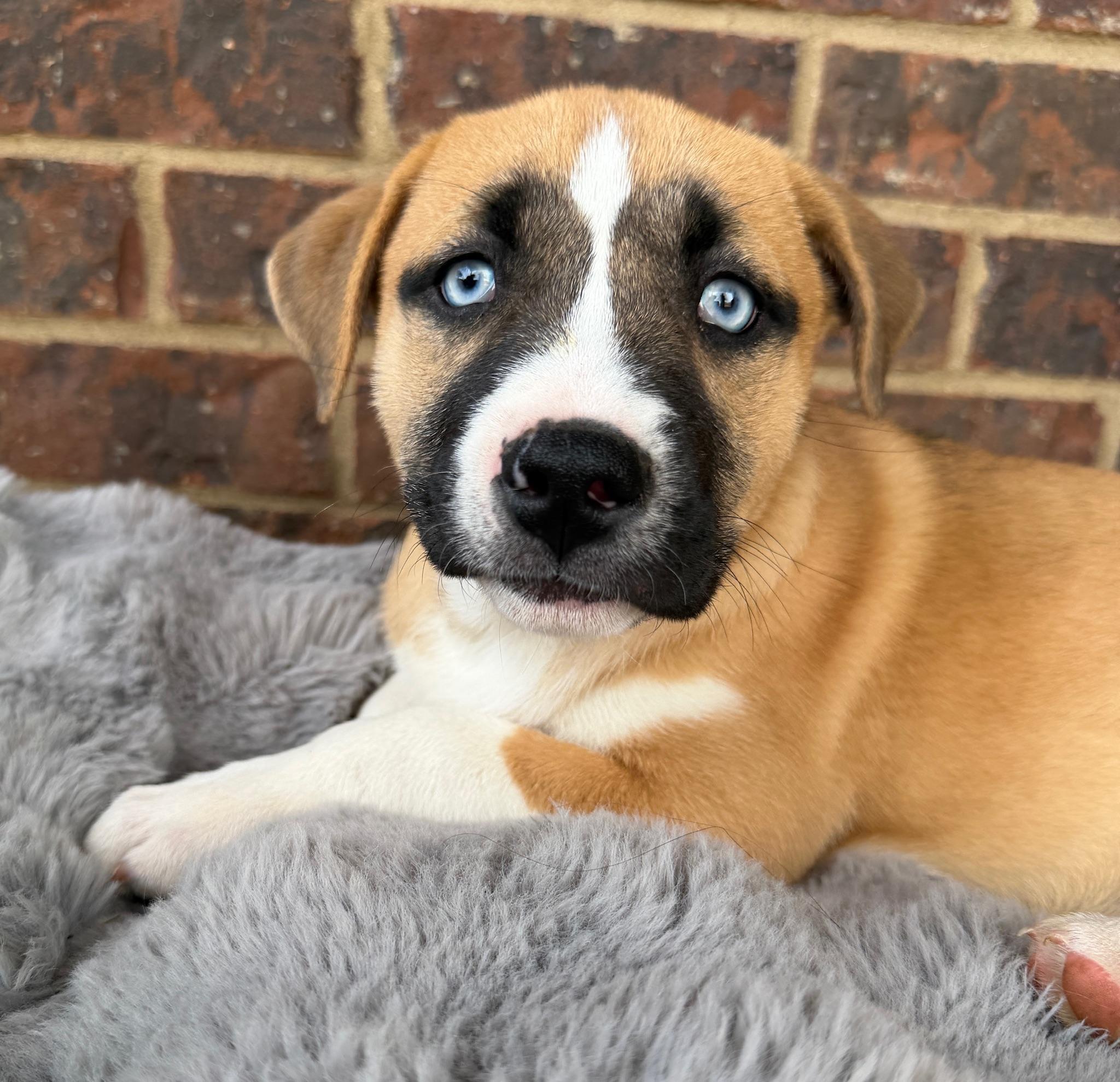 Enlarge Ember, a Adoptable mixed breed in Fairfax, VA image 5/6