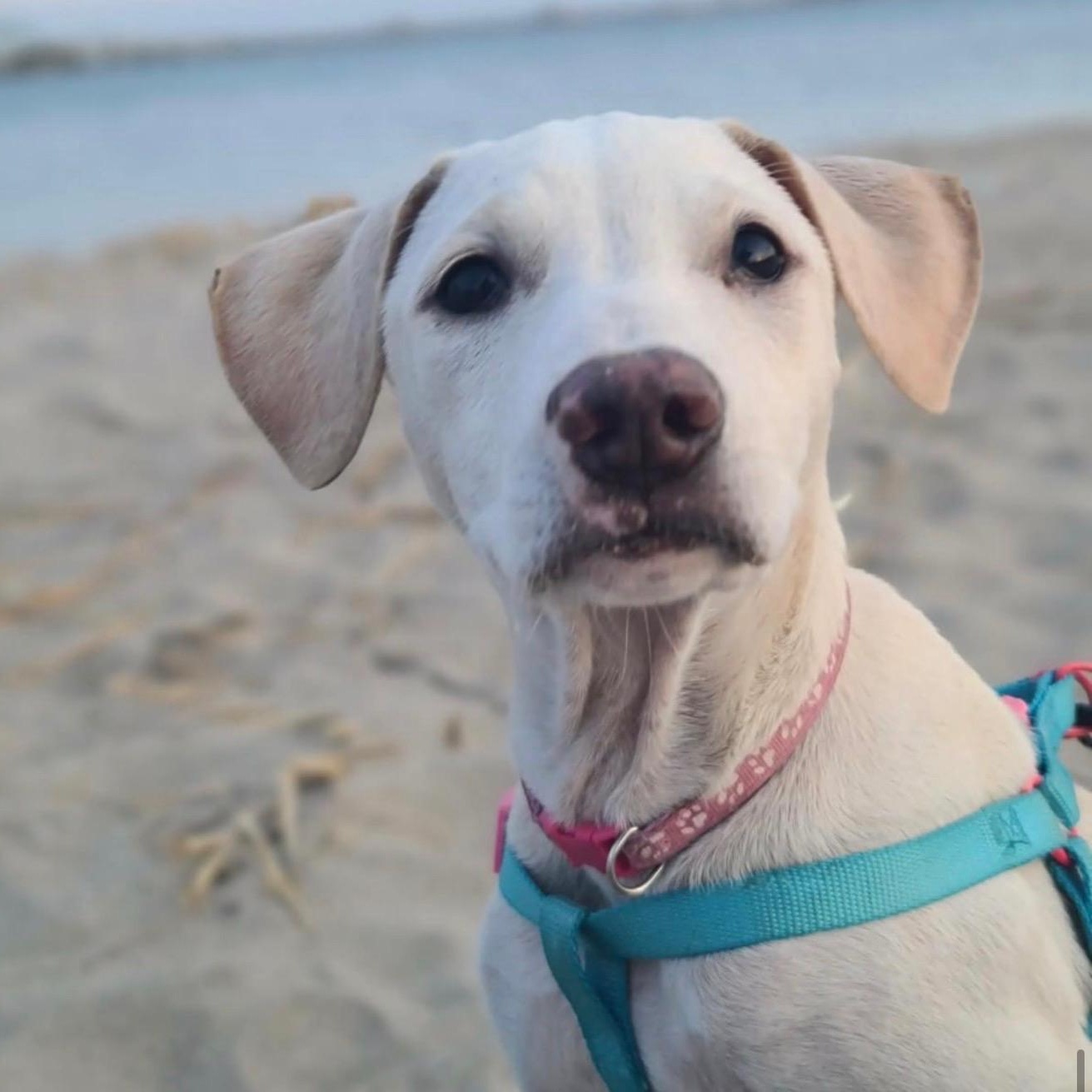 Sky, a Adoptable mixed breed in Kingston, NY image 2/5
