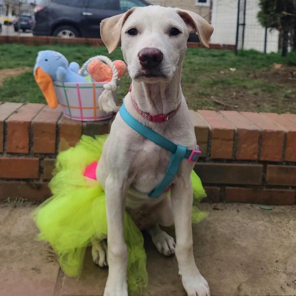 Sky, a Adoptable mixed breed in Kingston, NY image 3/5