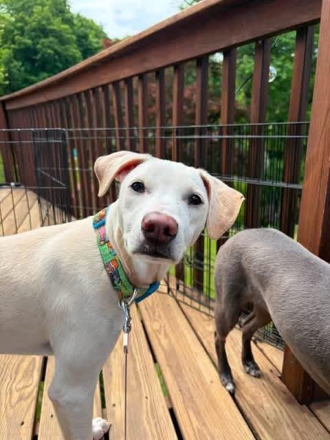 Sky, a Adoptable mixed breed in Kingston, NY image 1/5