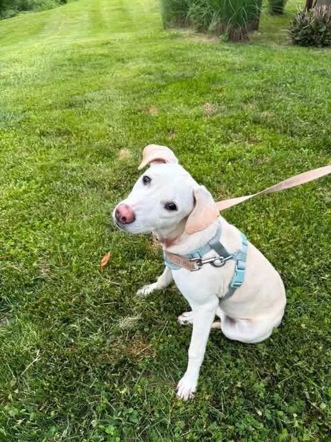 Sky, a Adoptable mixed breed in Kingston, NY image 5/5