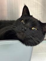 Enlarge Jerry, an adopted Domestic Short Hair in Whitby, ON image 1/2