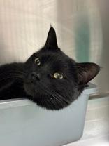 Enlarge Jerry, an adopted Domestic Short Hair in Whitby, ON image 2/2