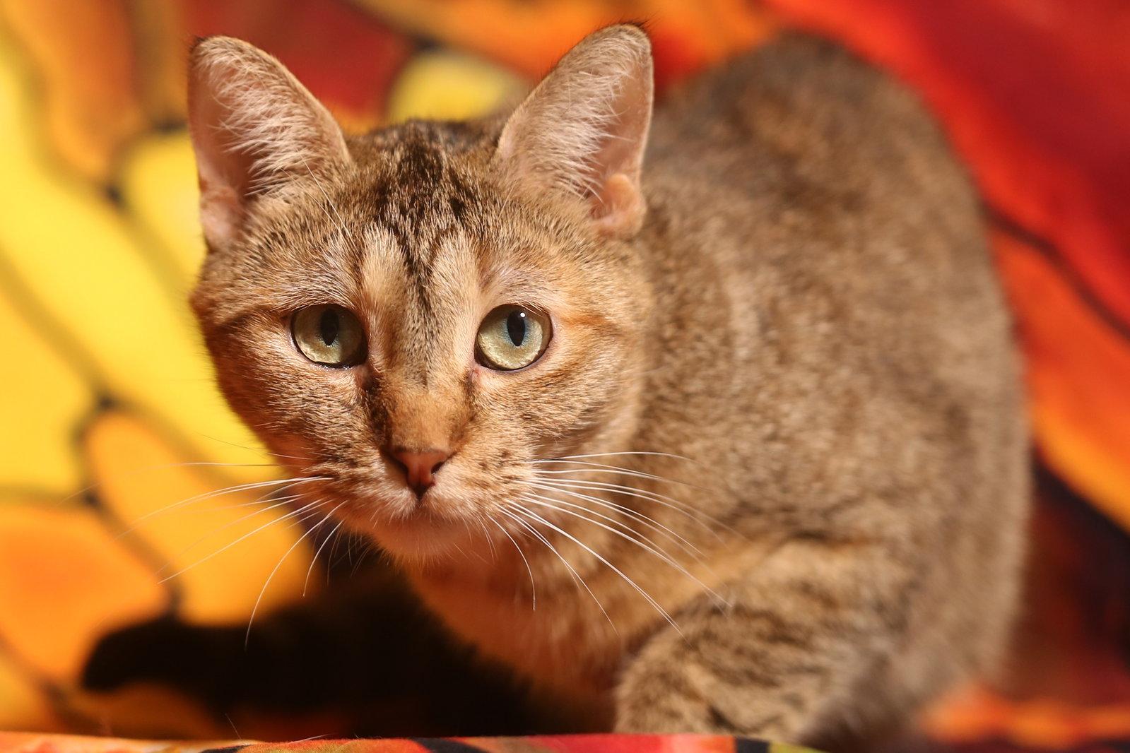 Razia, Adoptable, Adult Female Domestic Short Hair.