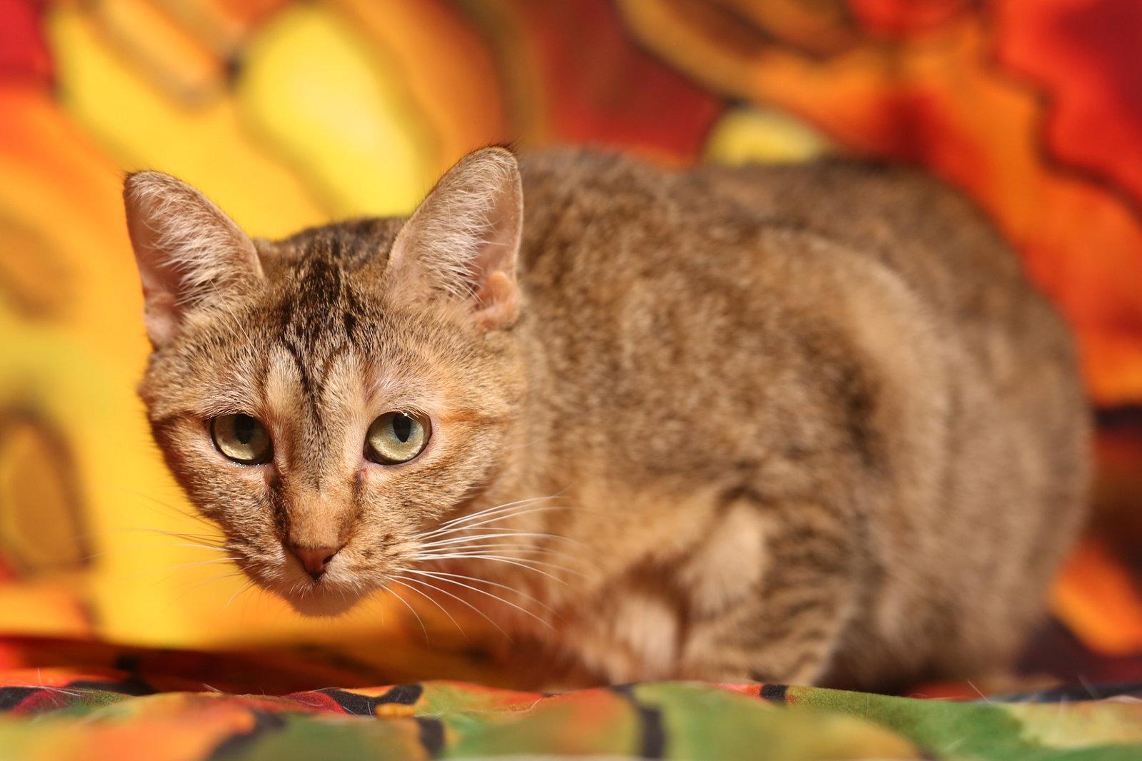 Enlarge Razia, a Adoptable Domestic Short Hair in New Prague, MN image 2/3