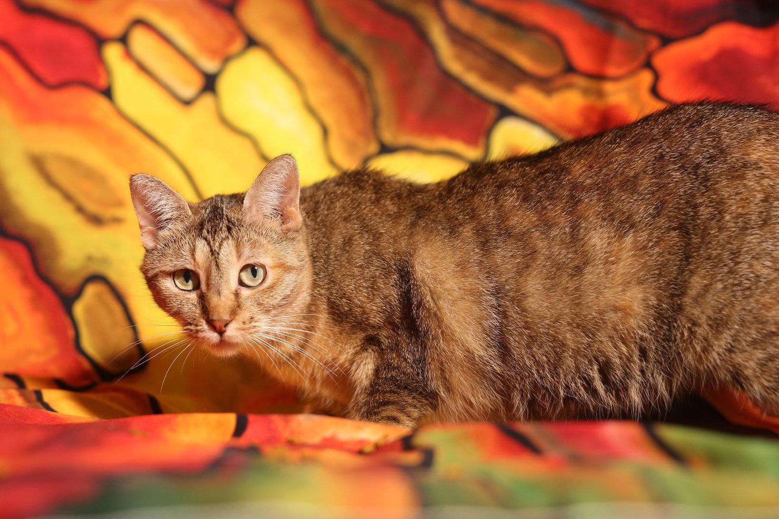 Enlarge Razia, a Adoptable Domestic Short Hair in New Prague, MN image 3/3