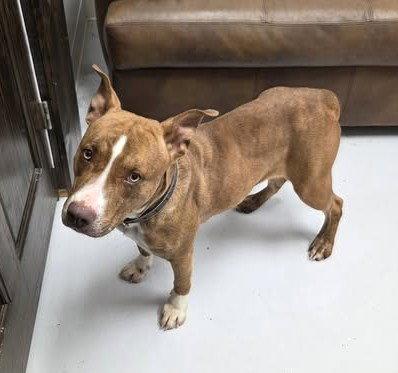 Coco, Adoptable, Adult Female Pit Bull Terrier.
