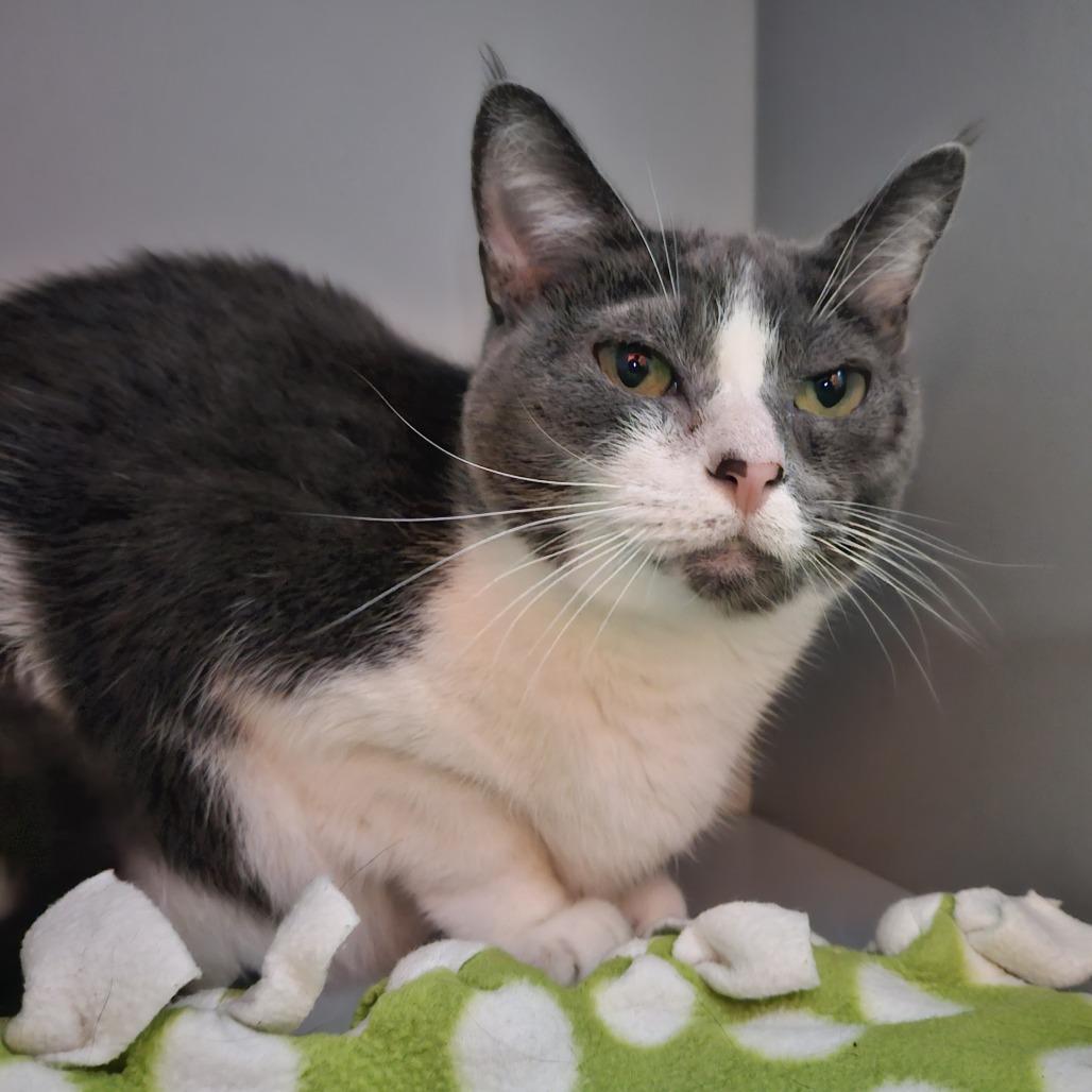 Lucy, Adoptable, Senior Female Domestic Short Hair.