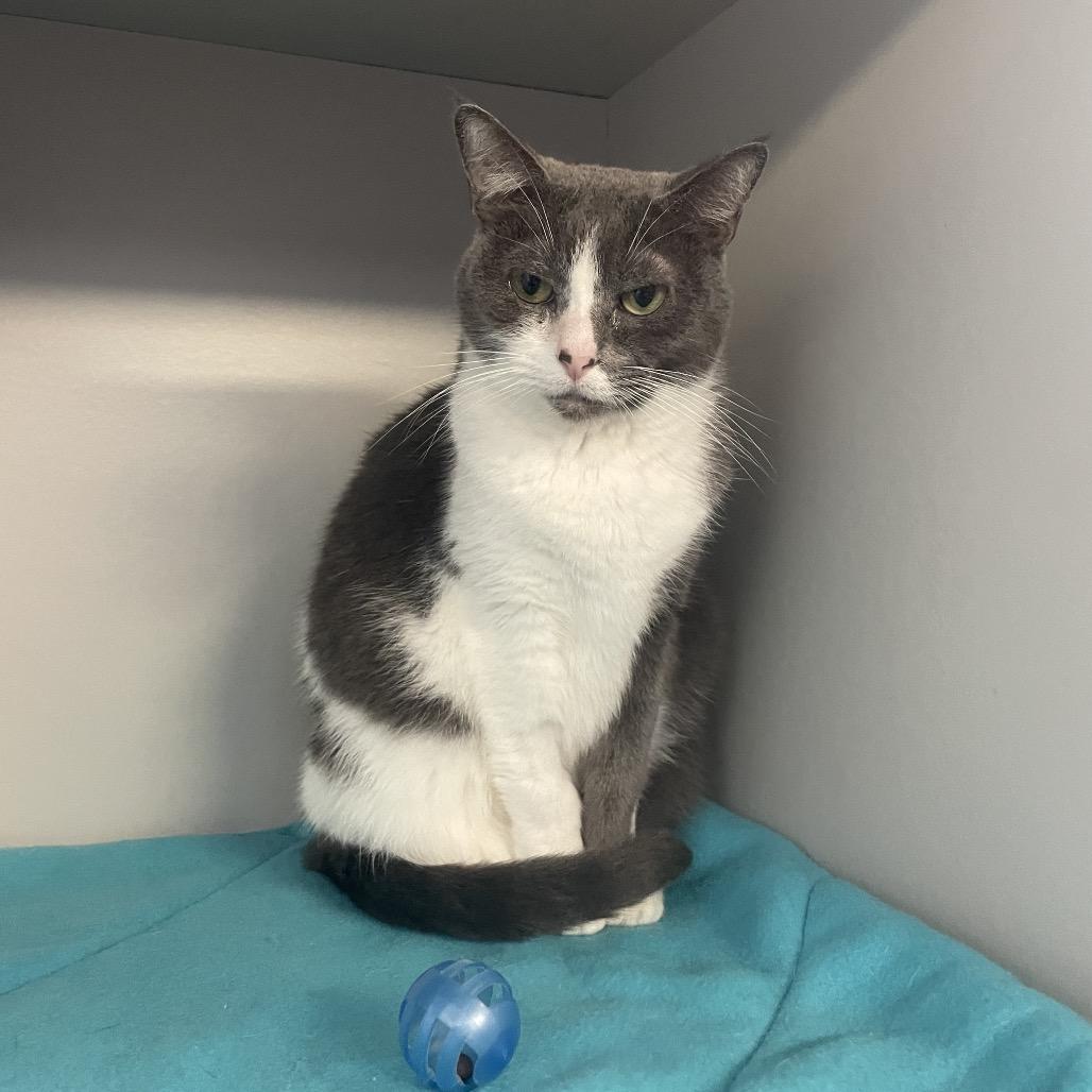 Enlarge Lucy, a Adoptable Domestic Short Hair in Sarasota, FL image 3/6