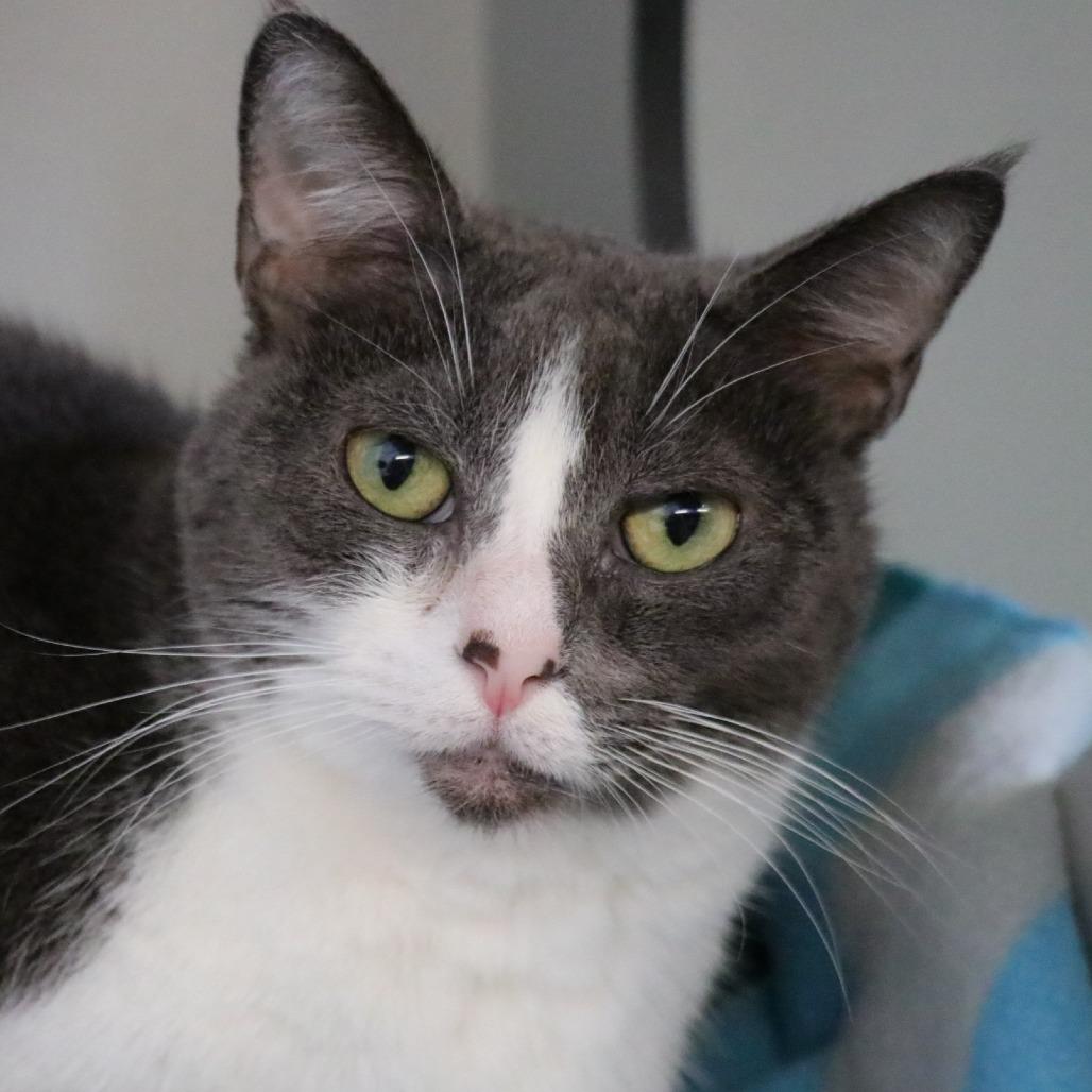 Enlarge Lucy, a Adoptable Domestic Short Hair in Sarasota, FL image 6/6