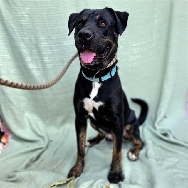 Enlarge CARL, a Adoptable mixed breed in Long Beach, CA image 1/1