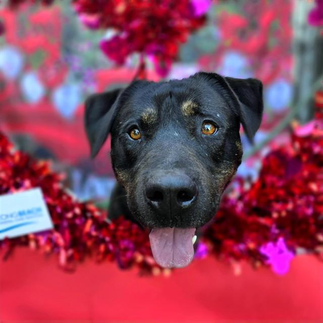 Enlarge CARL, a Adoptable mixed breed in Long Beach, CA image 1/2