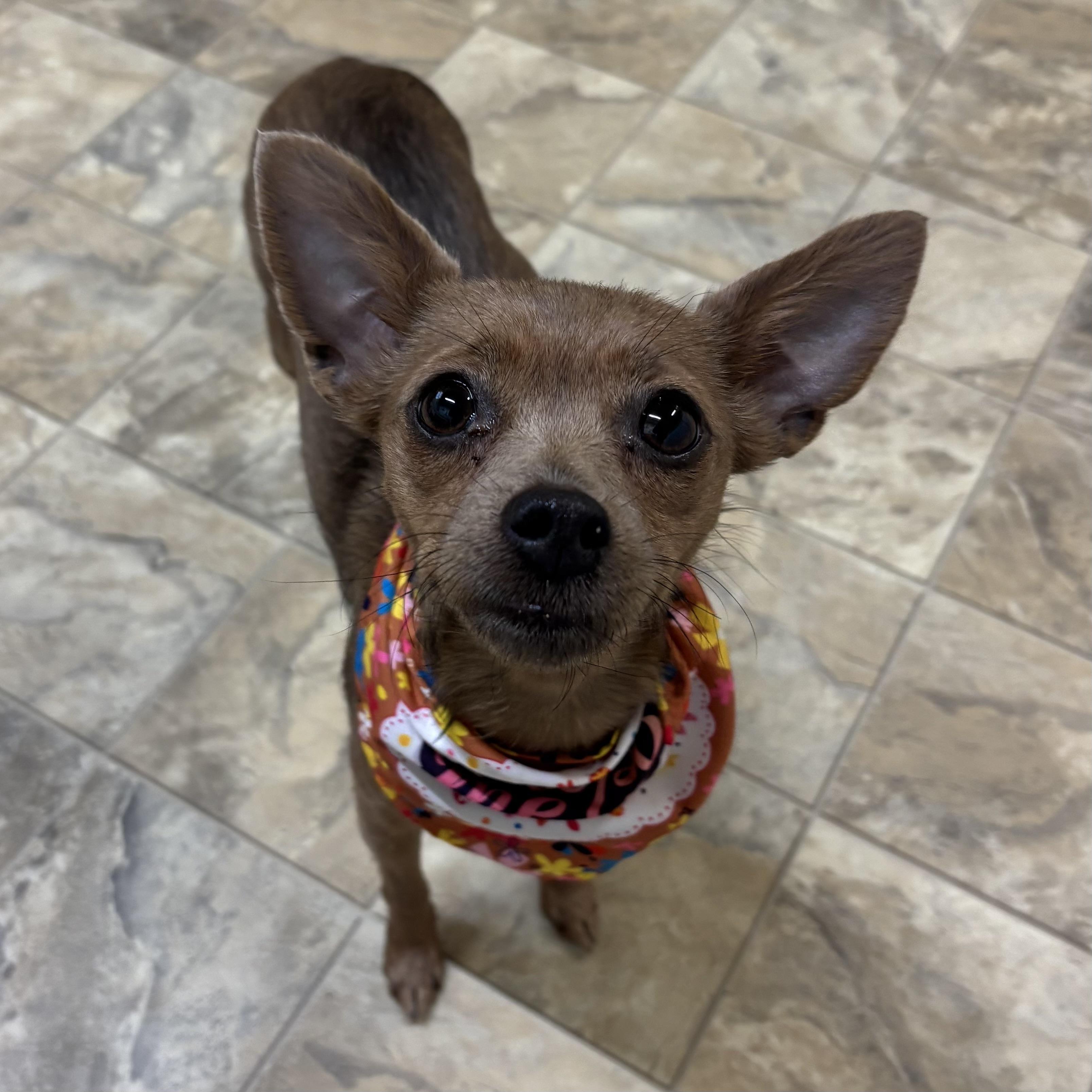 Hailey, adopted, Adult Female Chihuahua.