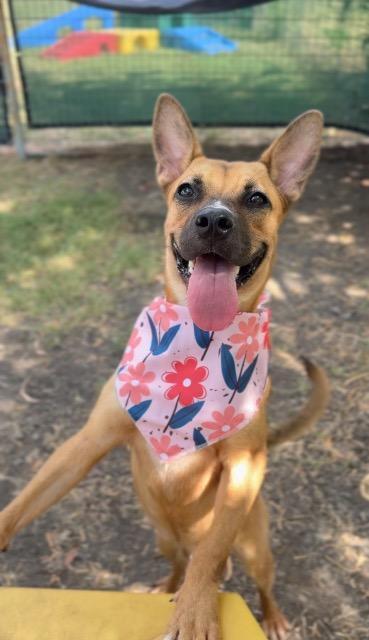 Margo, Adoptable, Puppy Female Black Mouth Cur & Terrier.