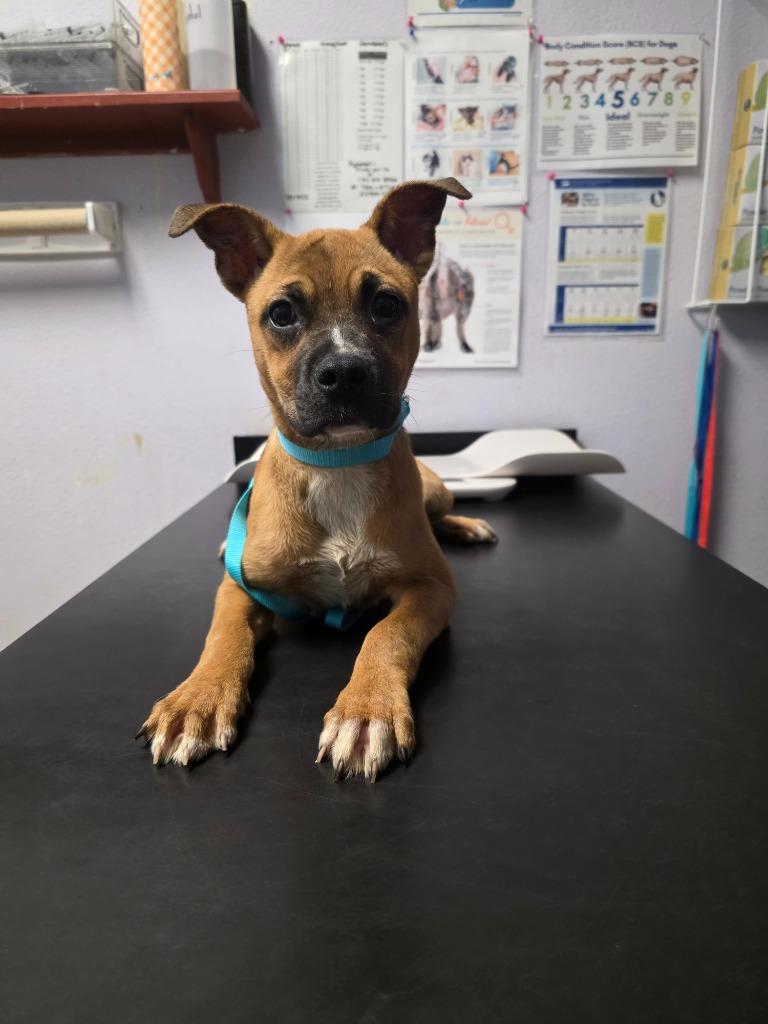Enlarge Margo, a Adoptable mixed breed in New Braunfels, TX image 1/1