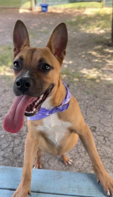 Margo, Adoptable, Puppy Female Black Mouth Cur & Terrier.