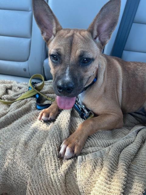 Margo, a Adoptable mixed breed in New Braunfels, TX image 2/6