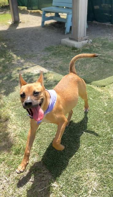 Margo, a Adoptable mixed breed in New Braunfels, TX image 3/6