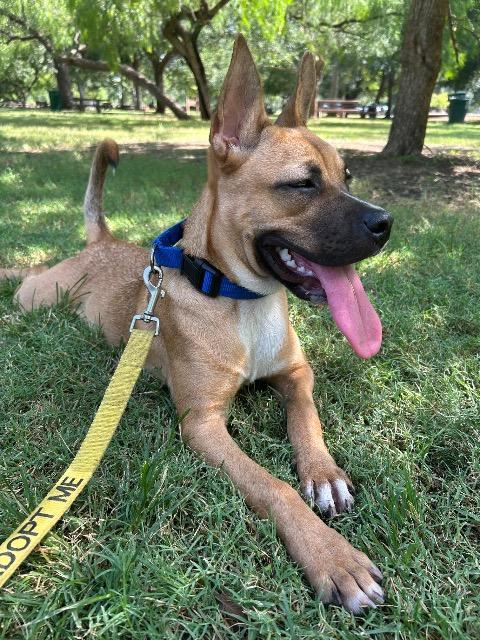 Margo, a Adoptable mixed breed in New Braunfels, TX image 4/6
